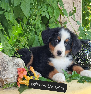 CHIOT 3