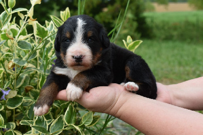CHIOT