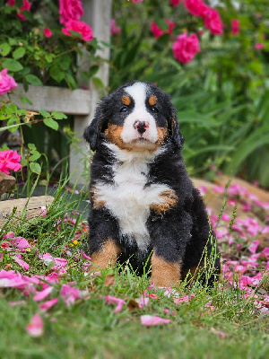 CHIOT 3
