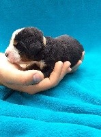 CHIOT