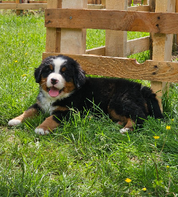 CHIOT 2