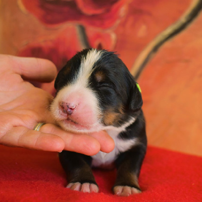 CHIOT