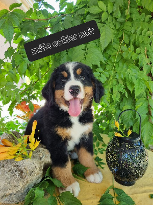CHIOT 1