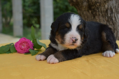 CHIOT 5