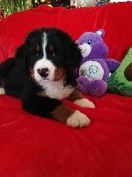 OURSON