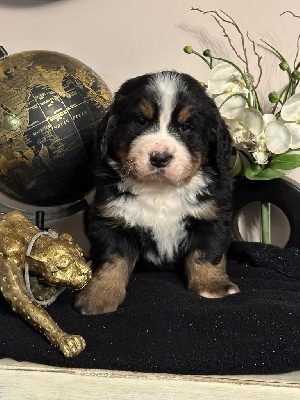 CHIOT 1