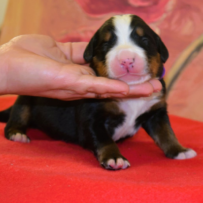 CHIOT