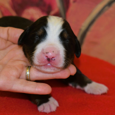 CHIOT