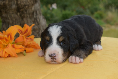 CHIOT 4