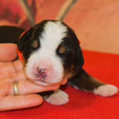 CHIOT
