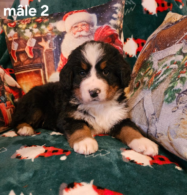 CHIOT 1