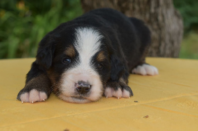 CHIOT 2