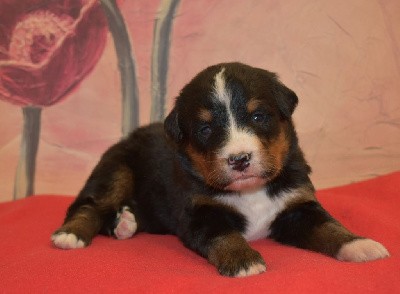 CHIOT