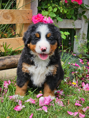 CHIOT 4