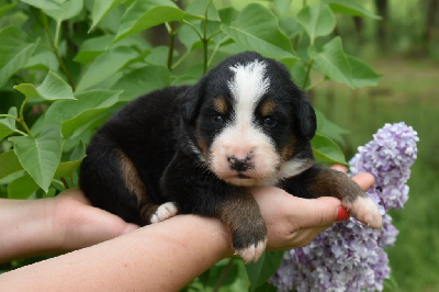 CHIOT