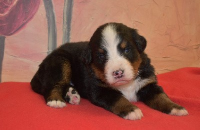 CHIOT