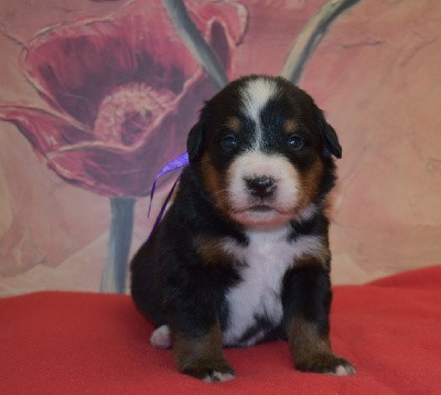 CHIOT