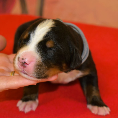CHIOT