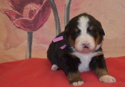 CHIOT