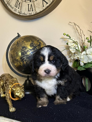 CHIOT 4