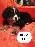 Olympe 