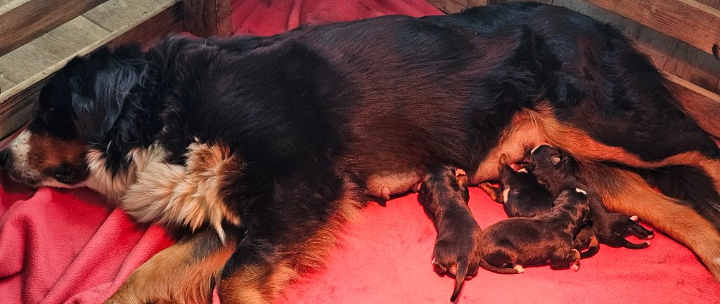 Chiot Bouvier Bernois du Paradis du Domaine du Bouquet