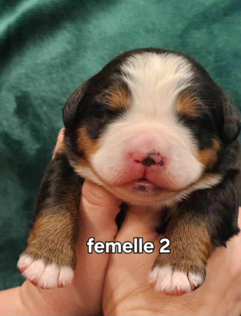 du Paradis du Domaine du Bouquet - Chiots disponibles - Bouvier Bernois