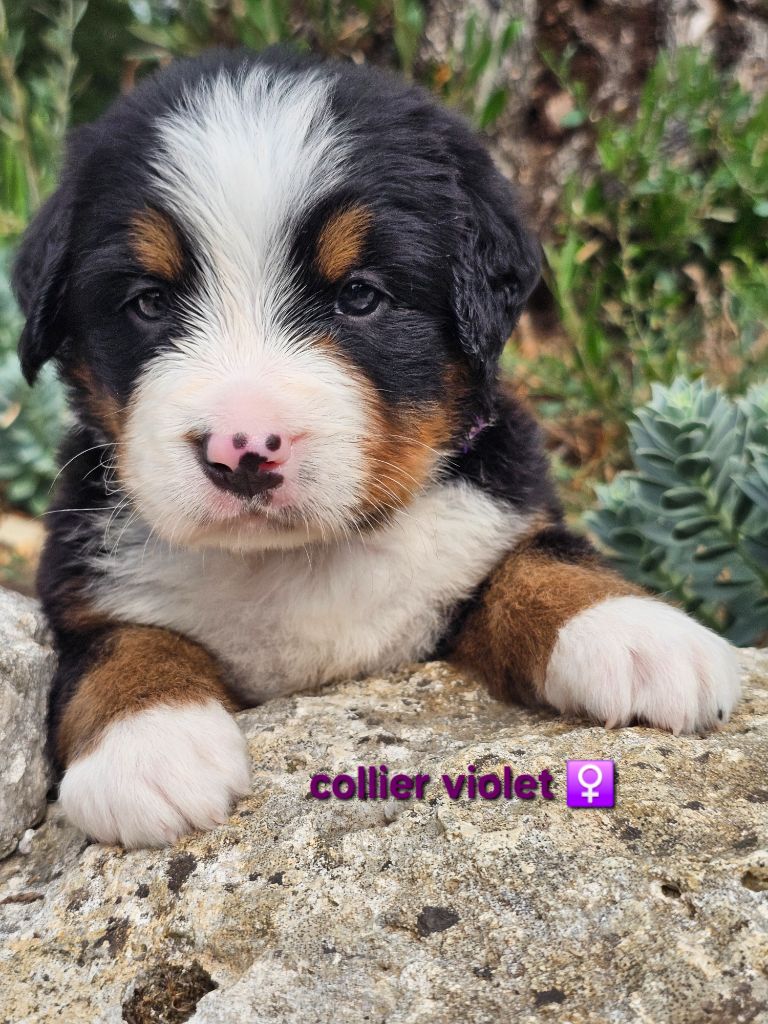 du Paradis du Domaine du Bouquet - Chiots disponibles - Bouvier Bernois