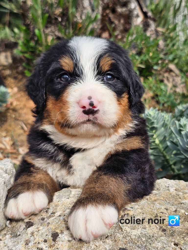 du Paradis du Domaine du Bouquet - Chiots disponibles - Bouvier Bernois